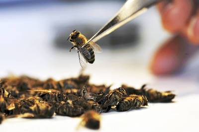 В Башкирии произошла массовая гибель пчел
