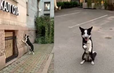 Позирующая собака-модель попала на видео и восхитила Сеть