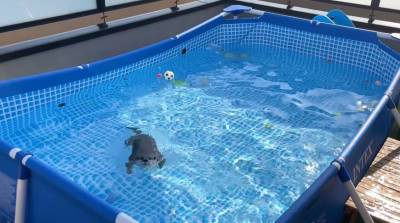 Выдрам подарили новый бассейн: их реакция развеселила миллионы юзеров (Видео)