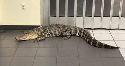 Во Флориде аллигатор зашел на почту и напугал посетителей