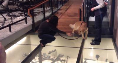 Собаке впервые в жизни пришлось идти по стеклянному полу – на видео ее реакция
