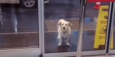 Собака терпеливо ждет у дверей госпиталя. Персонал и удивлен, и сражен наповал