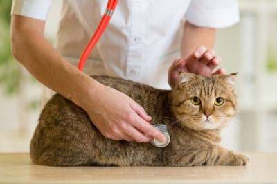Что рассказать ветеринару о своей кошке?