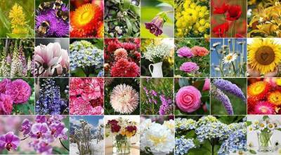 Цветочный гороскоп друидов по дате рождения: а вы какой цветок?
