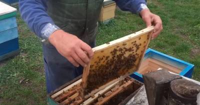 В Ровенской области пчелы насмерть зажалили мужчину, медики оказались бессильны