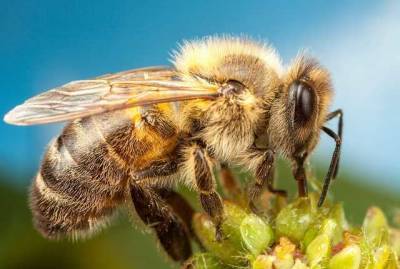 На Ривненщине пчелы до смерти закусали пасечника