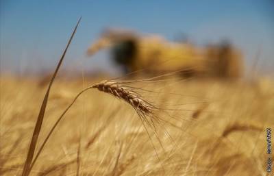 Экспортная пошлина на пшеницу из РФ с 16 июня вырастет до $33,3