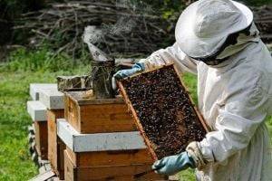 Пчеловод на Ровенщине погиб от укусов насекомых