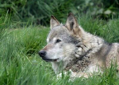 Дикие волчата родились в Колорадо впервые за 80 лет
