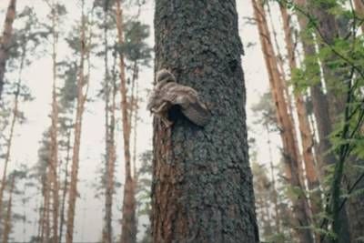 Совёнок в лесу Тверской области выпал из гнезда и залезал обратно