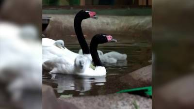 У пары черношейных лебедей в Московском зоопарке появилось пять птенцов