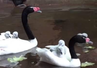 В Московском зоопарке вылупились птенцы редкого черношейного лебедя