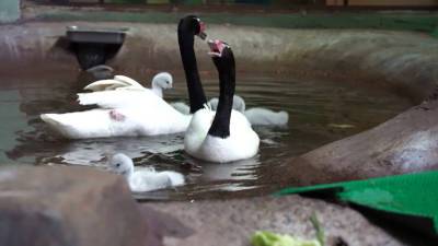 В Московском зоопарке родились птенцы черношейного лебедя