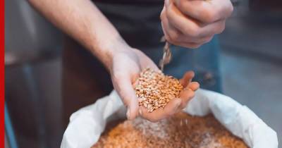 Экспортная пошлина на российскую пшеницу подорожает