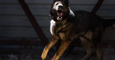 Полиция возбудила уголовное дело против калининградки, натравившей собаку на женщину с детьми