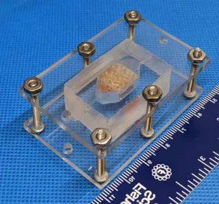 Ученые напечатали печень человека на 3D-принтере