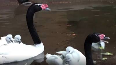 Птенцы черношейного лебедя появились на свет в Московском зоопарке
