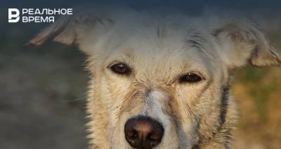 Госсовет Татарстана одобрил законопроект об организации пунктов временного содержания бездомных собак