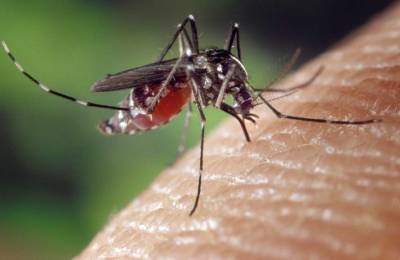 Стало известно, почему одних людей комары кусают все время, а других — никогда