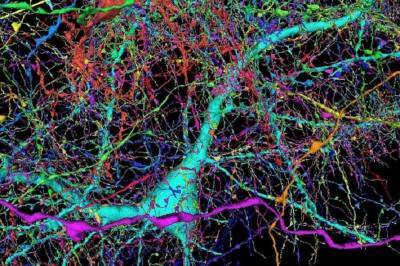 Google создал самую подробную карту части мозга человека и выложил в свободный доступ