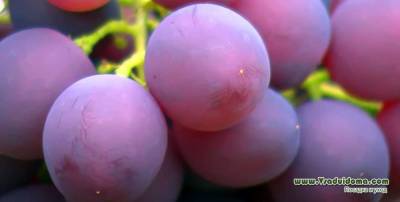 Выращивание винограда – посадка, обрезка, выбор сортов (Удмуртия) - skuke.net - Россия - респ. Удмуртия