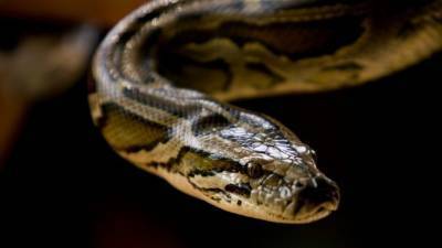 Две огромные змеи приползли в квартиру саратовчанки по трубам — видео