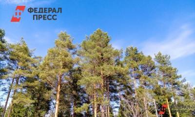 Леса Архангельской области остались без специалистов