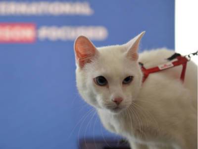 Эрмитажный кот Ахилл «предсказал» победу итальянцев в матче с турками на Евро-2020 (видео)