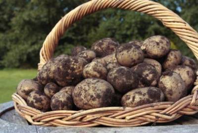 Что получится, если посадить картофель в июне