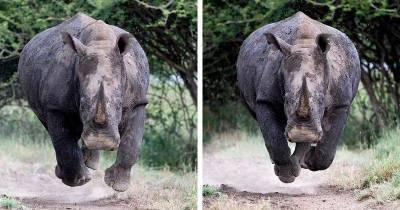 «Носорог увидел нас!» Ужасающий момент: носорог бросается прямо на фотографа
