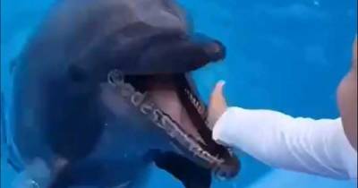 Дельфин выпрыгнул из воды и попытался отгрызть ребенку руку