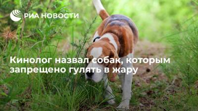Президент Российской кинологической федерации рассказал, каким собакам противопоказана жара