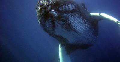 "Толчок — и вокруг тьма": Дайвер выбрался живым из пасти кита