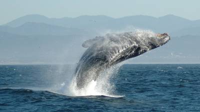 Горбатый кит проглотил жителя Массачусетса и выплюнул обратно