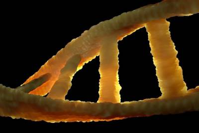 Ученые открыли новый механизм восстановления поврежденной ДНК
