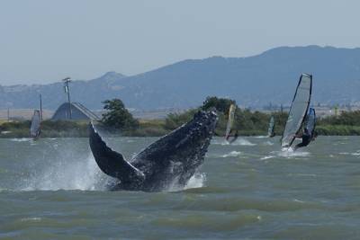 В США кит проглотил ловца лобстеров, но потом выплюнул