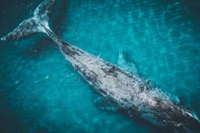 В США мужчина выжил после того, как попал в пасть кита