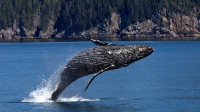 Проглоченный аквалангист полминуты находится внутри кита и выжил