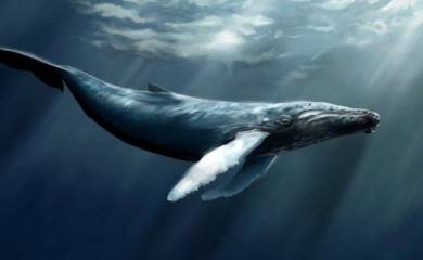 В США в штате Массачусетс горбатый кит проглотил ловца лобстеров Майкла Паккарда, однако позже выплюнул - rusjev.net - шт. Массачусетс