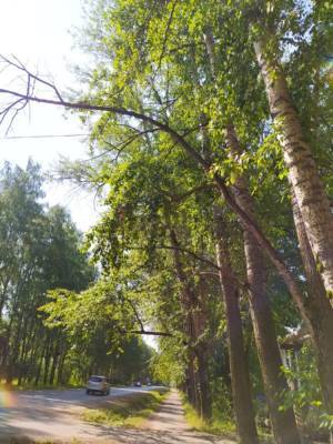 Совет Федерации собирается поменять все тополя в городах России на другие породы деревьев