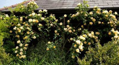 Плетистые розы:как правильно выбрать сорт плетистой розы для посадки на участок