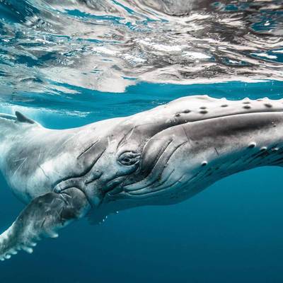 В США мужчина выжил после попадания в пасть кита