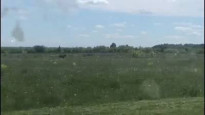 Горожане заметили лося на территории кемеровского аэропорта