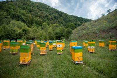 На пастбища освобожденного Кельбаджара переносятся животноводческие и пчеловодческие хозяйства (ФОТО)