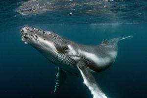 В США ныряльщик выжил после того, как его проглотил кит