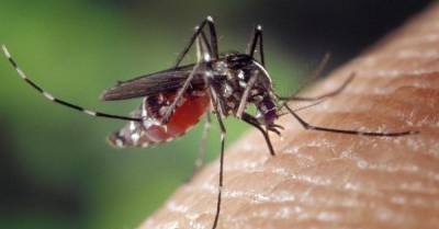 Можно ли заразиться ВИЧ от комара