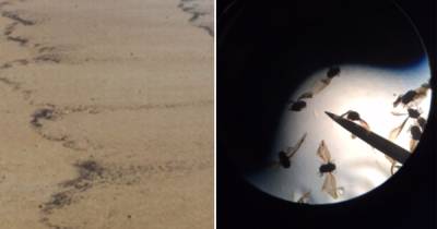 Миллиарды неизвестных мертвых насекомых прибило к берегу США