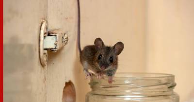 Как избавиться от мышей на дачном участке: простые, но эффективные способы