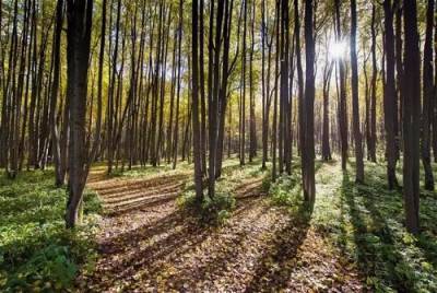 726 гектар реликтового леса в Подмосковье вырубят под застройку
