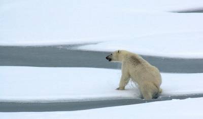 Ученые второй год подряд отправятся в Арктику для изучения популяции белых медведей